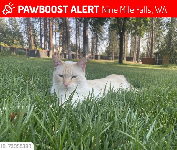 Lost Male Cat last seen Near lakeside high school and Wildflower lane , Nine Mile Falls, WA 99026