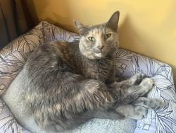 Lost Female Cat last seen Wintergreen and Bunker/138th lane nw, Andover, MN 55304