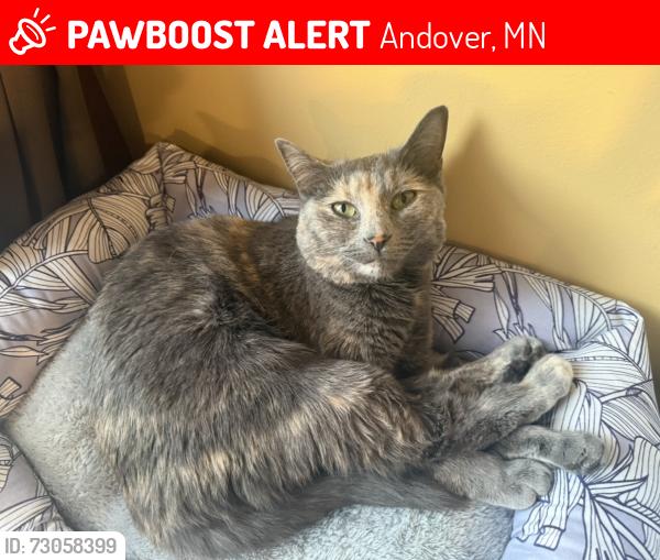 Lost Female Cat last seen Wintergreen and Bunker/138th lane nw, Andover, MN 55304
