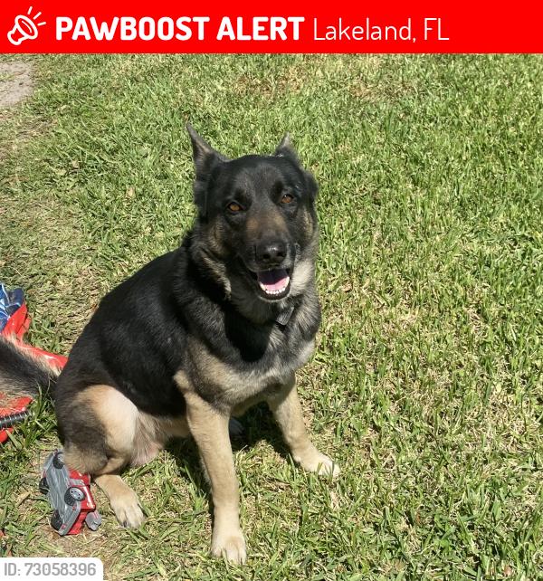 Lost Male Dog last seen Sherwood lakes north Lakeland, Lakeland, FL 33809