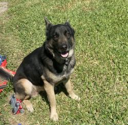Lost Male Dog last seen Sherwood lakes north Lakeland, Lakeland, FL 33809