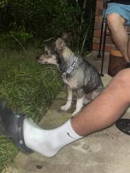 Found/Stray Female Dog last seen Near accord dr, Lexington, KY 40517