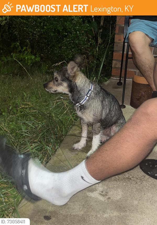 Found/Stray Female Dog last seen Near accord dr, Lexington, KY 40517