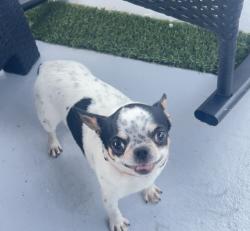 Reunited Male Dog last seen Near Sw 126th Ct , Miami, FL 33177