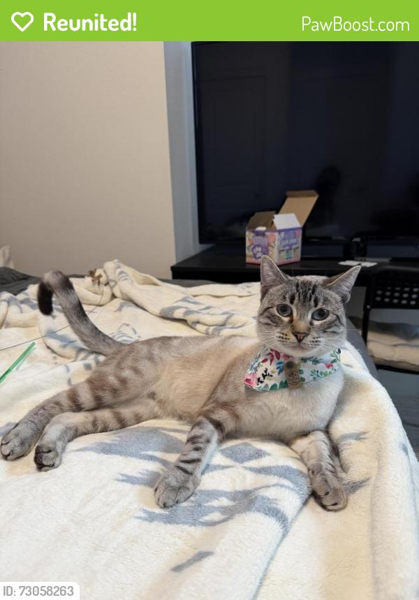 Reunited Male Cat last seen Tilton cor San Mateo , San Mateo, CA 94401