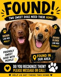 Found/Stray Unknown Dog last seen Sandy Lane Park, Fort Worth, TX 76112