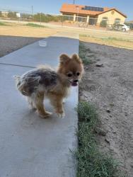 Found/Stray Male Dog last seen Rainbow Valley rd and Ray rd Buckeye., Maricopa County, AZ 85326