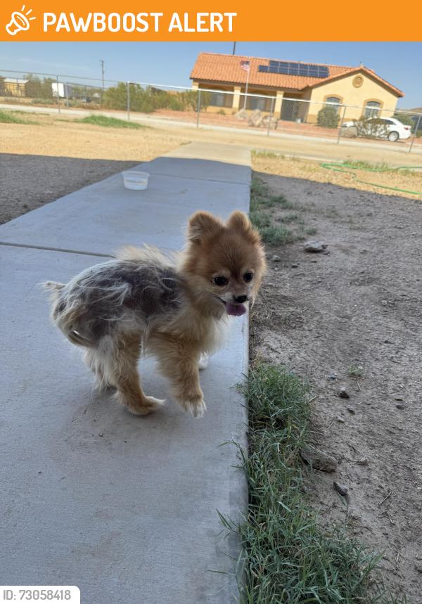Found/Stray Male Dog last seen Rainbow Valley rd and Ray rd Buckeye., Maricopa County, AZ 85326