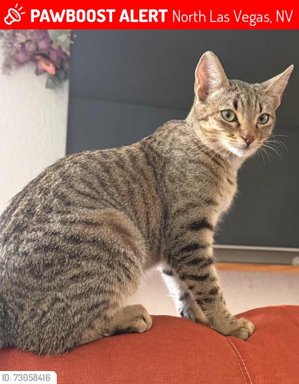 Lost Female Cat last seen Ann and Simmons, North Las Vegas, NV 89031