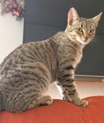 Lost Female Cat last seen Ann and Simmons, North Las Vegas, NV 89031