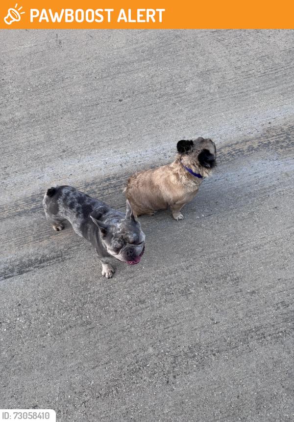 Surrendered Male Dog last seen Bridge St and Parker Blvd near Walker Elementary, North Richland Hills, TX 76180