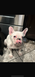 Lost Female Dog last seen Presidential meadows manor tx , Manor, TX 78653
