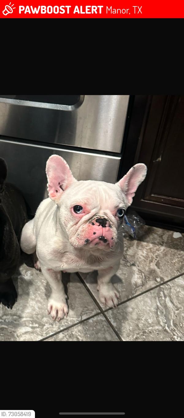 Lost Female Dog last seen Presidential meadows manor tx , Manor, TX 78653