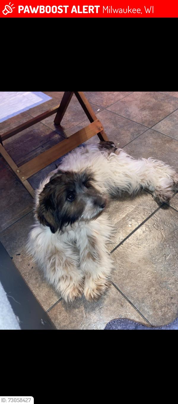 Lost Male Dog last seen Mitchell ST, Milwaukee, WI 53204