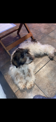 Lost Male Dog last seen Mitchell ST, Milwaukee, WI 53204