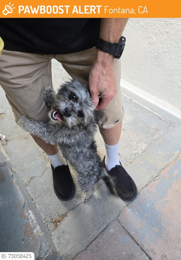 Found/Stray Male Dog last seen Walmart, Fontana, CA 92335