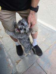 Found/Stray Male Dog last seen Walmart, Fontana, CA 92335