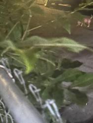 Found/Stray Unknown Dog last seen Summit street, Gainesville, GA 30501