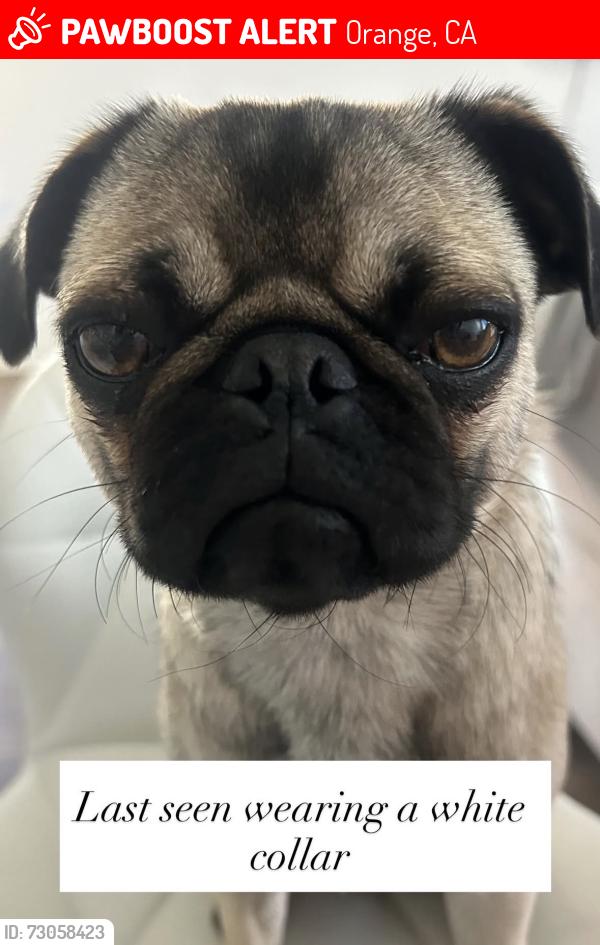 Lost Female Dog last seen Main and Culver, Orange, CA 92868