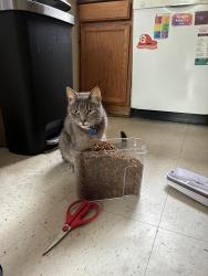 Lost Male Cat last seen Santa ana ave, Costa Mesa, CA 92627