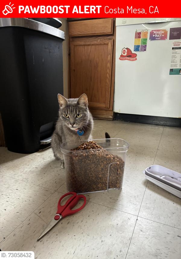 Lost Male Cat last seen Santa ana ave, Costa Mesa, CA 92627