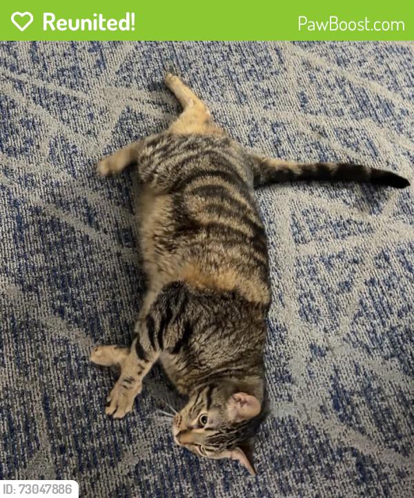 Reunited Male Cat last seen Cross Creek Ln & Spring Canyon Dr, League City, TX 77573
