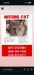 Lost Female Cat last seen Battle Row Campground, Old Bethpage, NY 11804