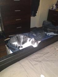 Lost Male Cat last seen Stockton drive, Wylie, TX 75098