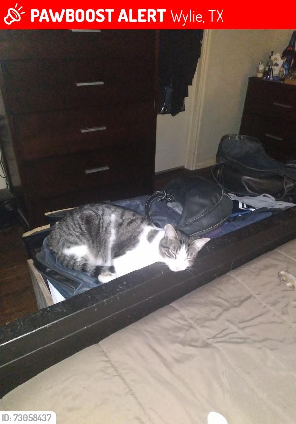 Lost Male Cat last seen Stockton drive, Wylie, TX 75098