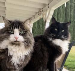 Reunited Male Cat last seen Windcrest and Summit, Palmdale, CA 93551
