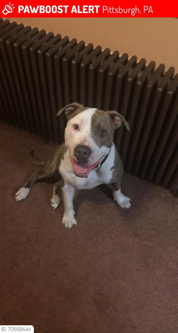 Lost Male Dog last seen Mount Oliver Arlington st, Pittsburgh, PA 15210