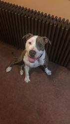 Lost Male Dog last seen Mount Oliver Arlington st, Pittsburgh, PA 15210