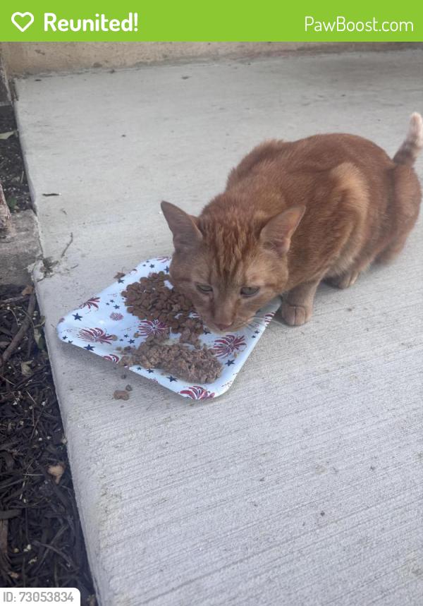 Reunited Unknown Cat last seen Americana , Glen Burnie, MD 21060