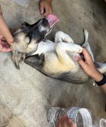 Found/Stray Female Dog last seen Town center blvd and BF terry blvd, Rosenberg, TX 77471