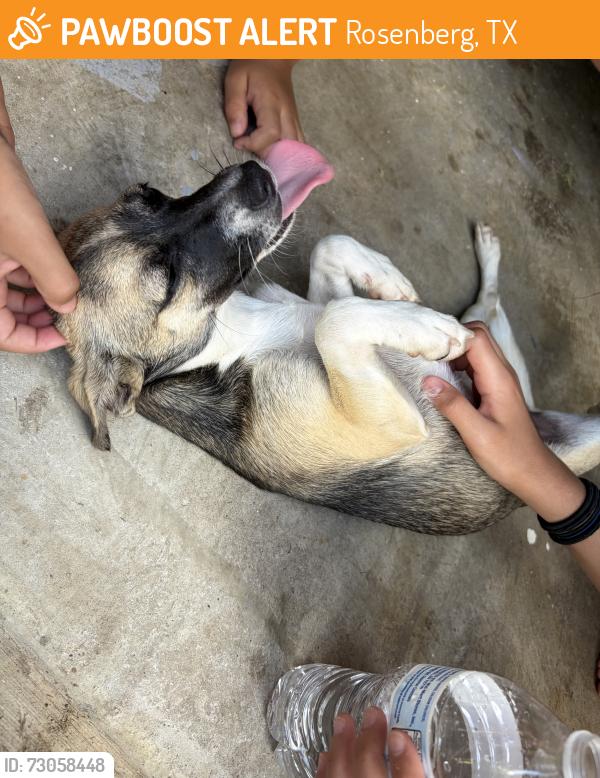 Found/Stray Female Dog last seen Town center blvd and BF terry blvd, Rosenberg, TX 77471