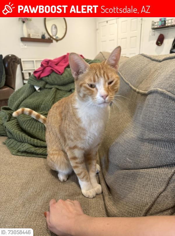 Lost Male Cat last seen Scottsdale and Thunderbird, Scottsdale, AZ 85254