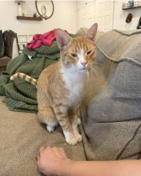 Lost Male Cat last seen Scottsdale and Thunderbird, Scottsdale, AZ 85254