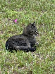 Lost Female Cat last seen Whip Poor Will near Snow Rd, Semmes, AL 36575