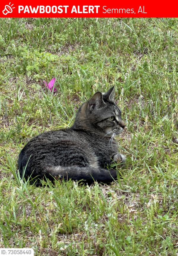 Lost Female Cat last seen Whip Poor Will near Snow Rd, Semmes, AL 36575