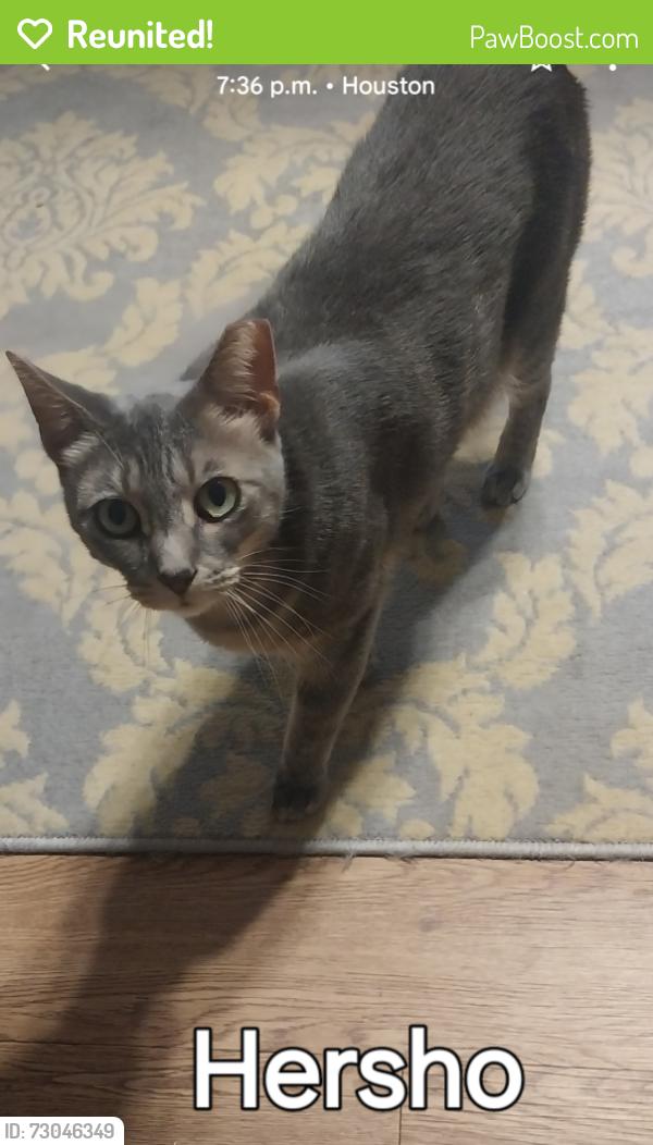 Reunited Male Cat last seen Home depot, Houston, TX 77014
