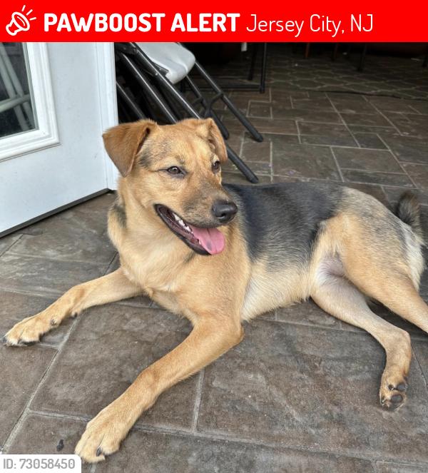 Lost Female Dog last seen Van nostrand jersey city nj 07305, Jersey City, NJ 07305