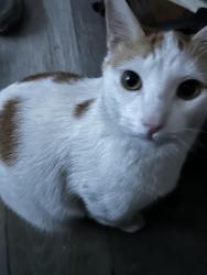 Lost Male Cat last seen E 108th St, Los Angeles, CA 90059