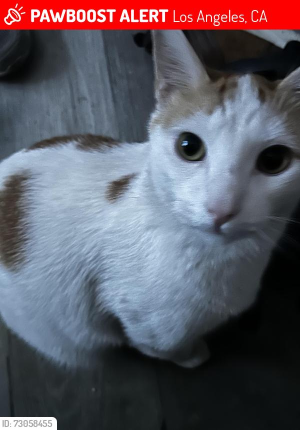 Lost Male Cat last seen E 108th St, Los Angeles, CA 90059