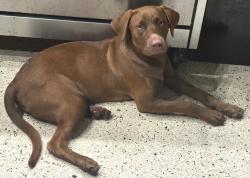 Lost Male Dog last seen Ciénaga alta, Ciénaga Alta, Río Grande 00745