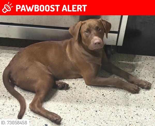 Lost Male Dog last seen Ciénaga alta, Ciénaga Alta, Río Grande 00745