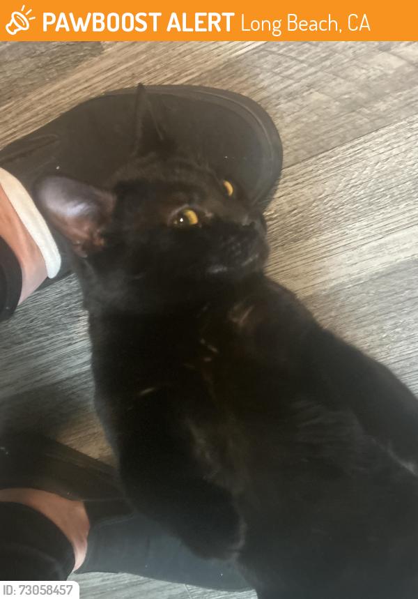 Found/Stray Male Cat last seen flamingo motel, Long Beach, CA 90831