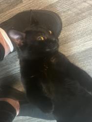 Found/Stray Male Cat last seen flamingo motel, Long Beach, CA 90831
