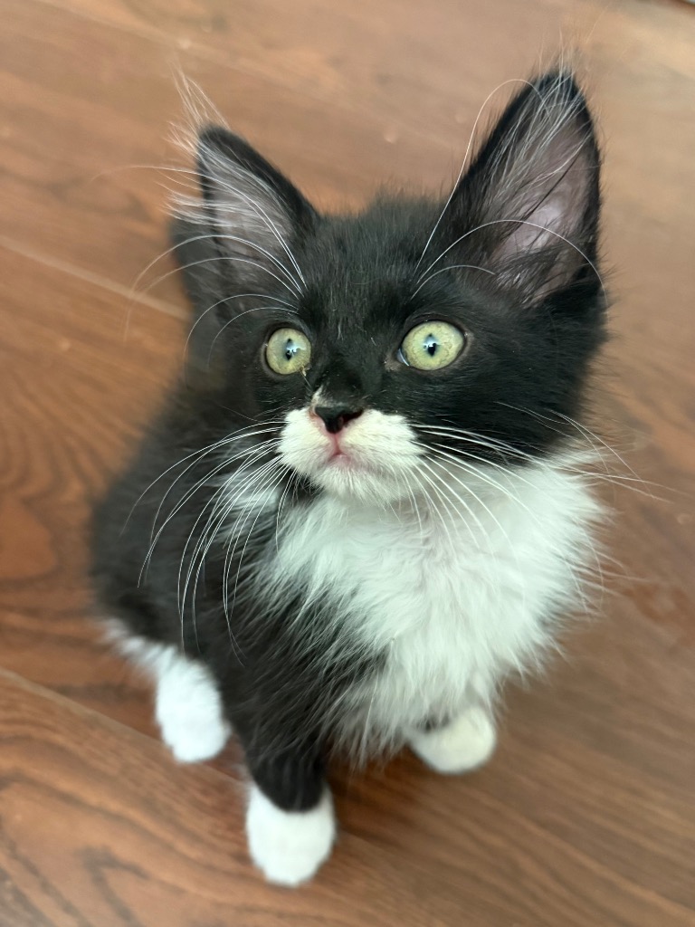 Shelter Stray Male Cat last seen Bexar County, 3353 Morningside Dr, New Braunfels, TX 78132, USA