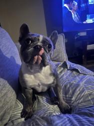 Lost Male Dog last seen Presidential meadows Manor tx , Manor, TX 78653