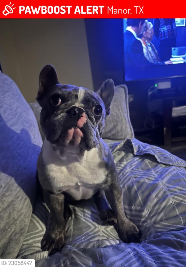 Lost Male Dog last seen Presidential meadows Manor tx , Manor, TX 78653
